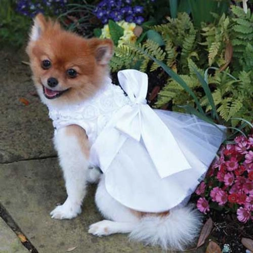 The Bianca Dog Dress