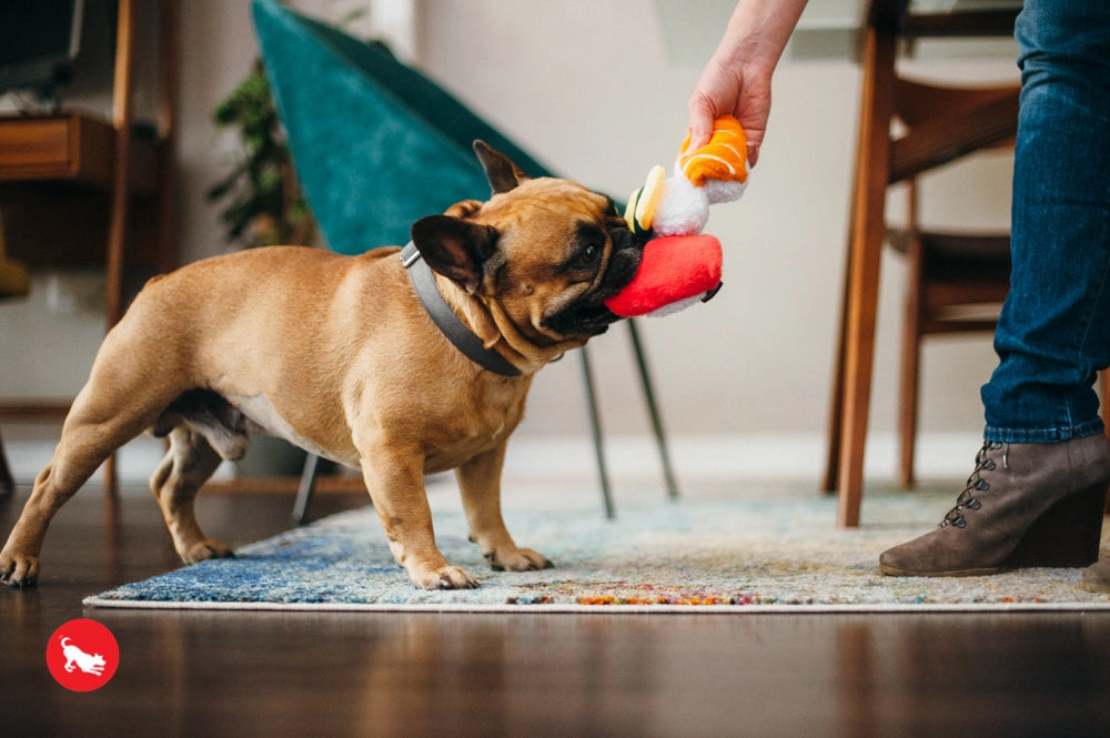 The International Classic, Squeaky Plush Dog Toy