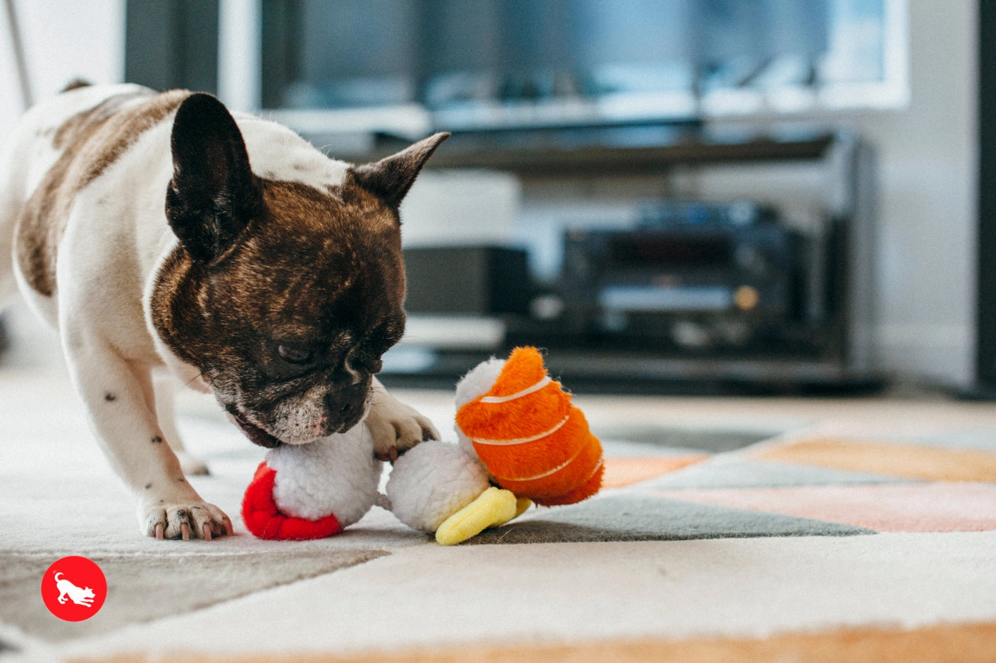 The International Classic, Squeaky Plush Dog Toy