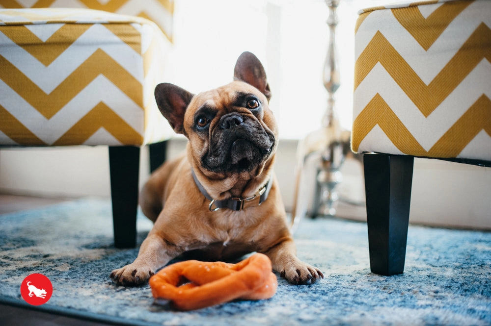 The International Classic, Squeaky Plush Dog Toy