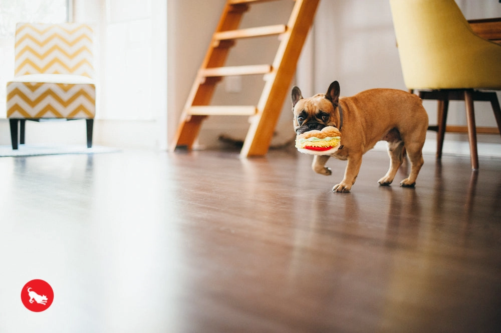 The International Classic, Squeaky Plush Dog Toy