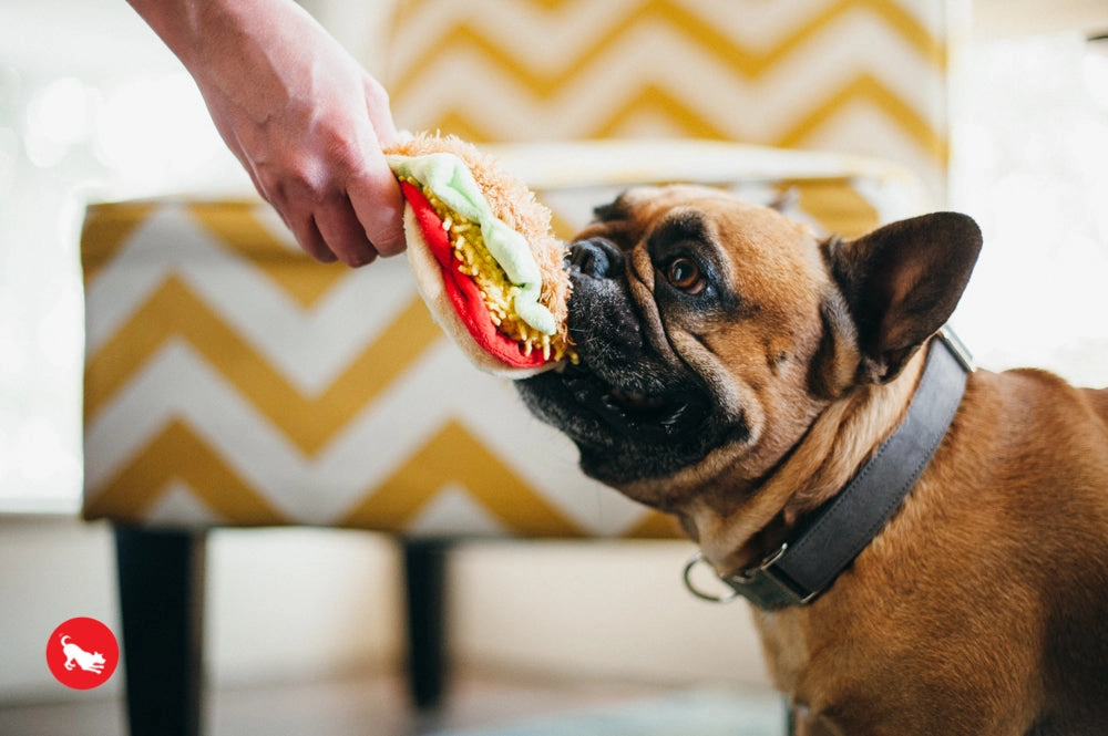 The International Classic, Squeaky Plush Dog Toy