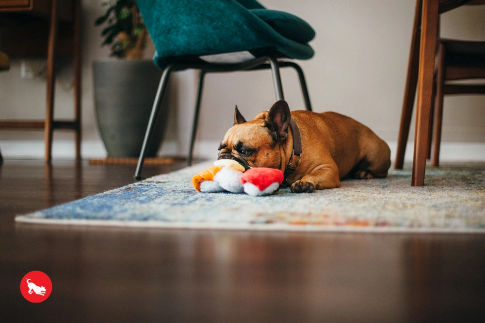 The International Classic, Squeaky Plush Dog Toy