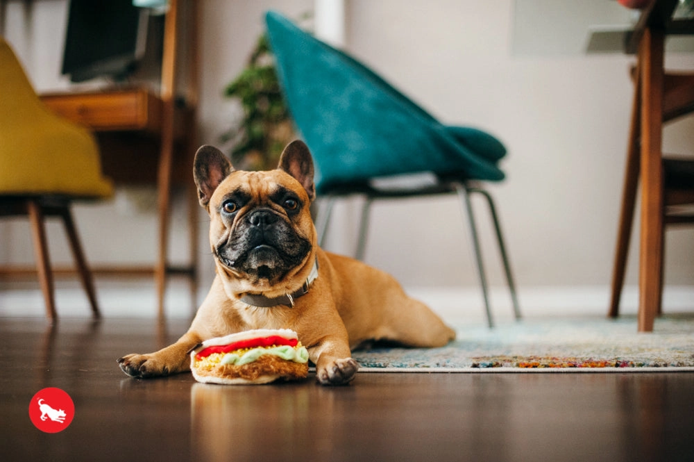 The International Classic, Squeaky Plush Dog Toy