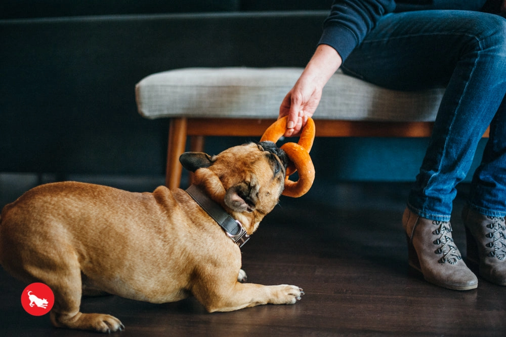 The International Classic, Squeaky Plush Dog Toy