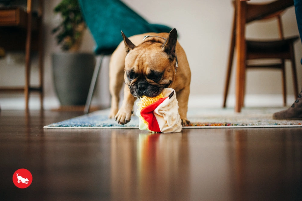 The International Classic, Squeaky Plush Dog Toy