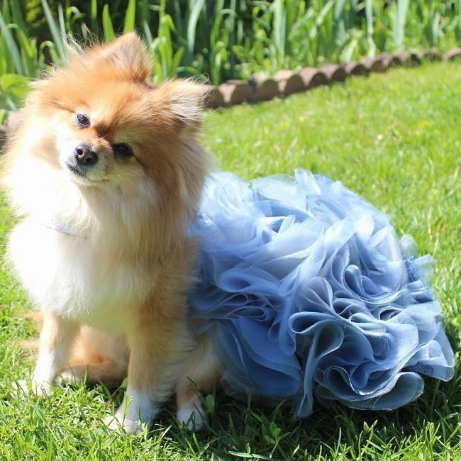 The New Yorker Dog Dress