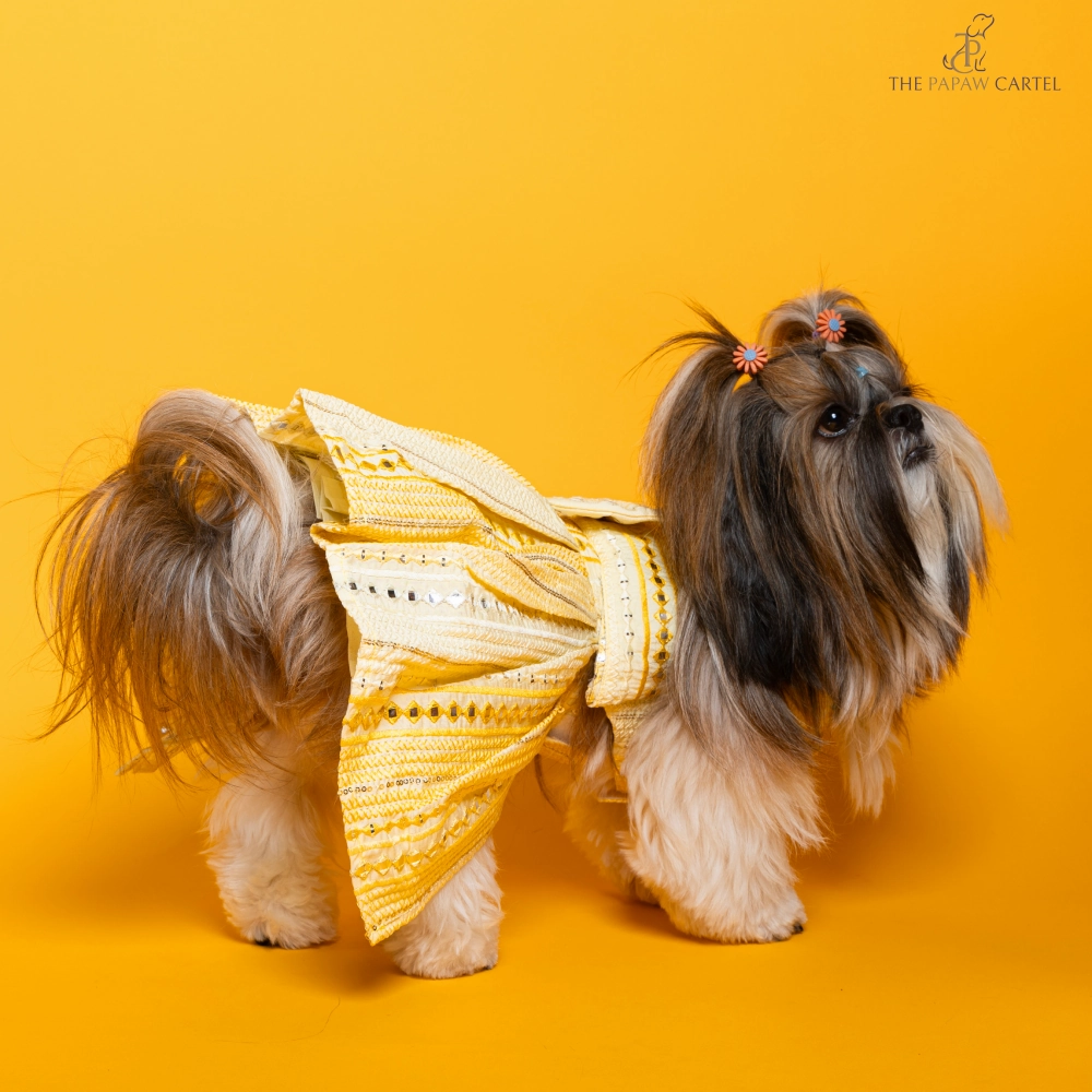 The Papaw Cartel Sunrise Ghagra Choli with Mirror Embroidery for Dogs (Yellow)