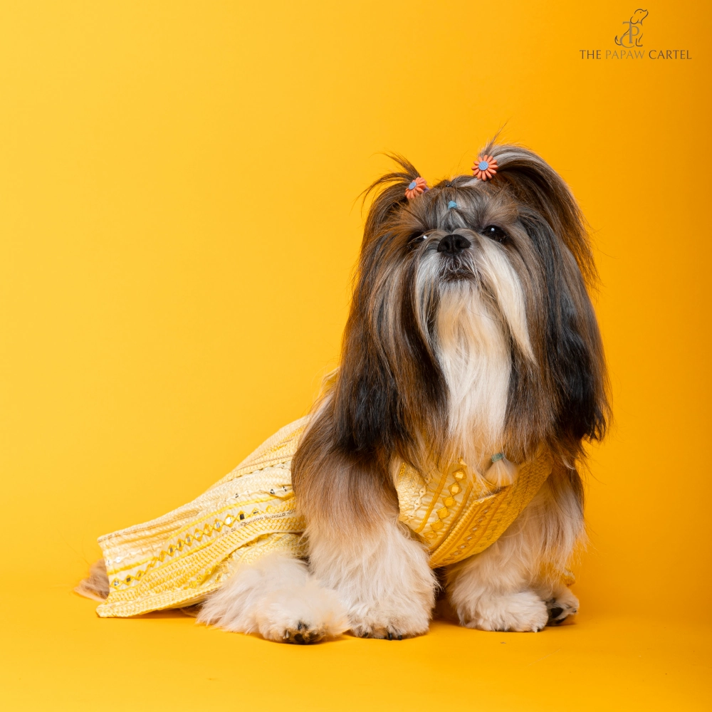 The Papaw Cartel Sunrise Ghagra Choli with Mirror Embroidery for Dogs (Yellow)