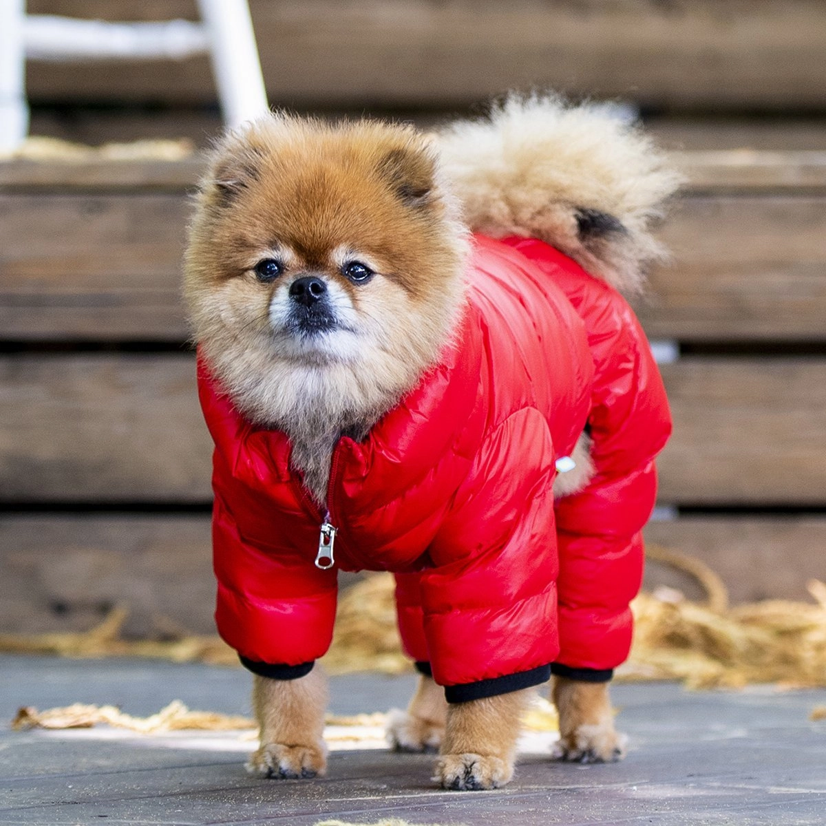 Ultralight Dog Jumpsuit B