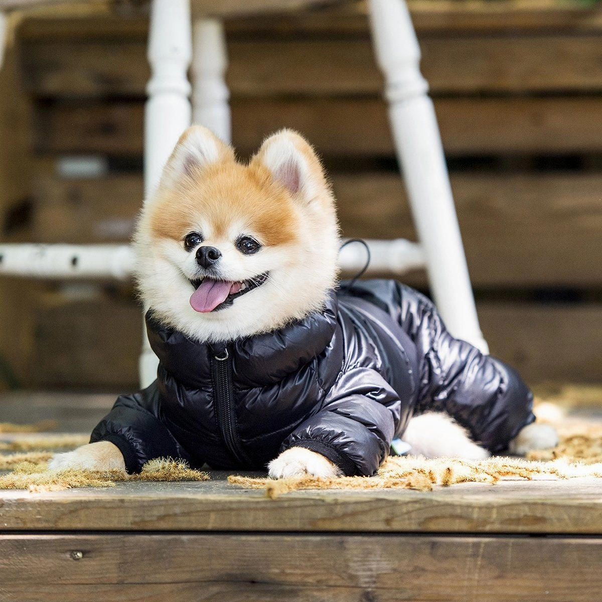 Ultralight Dog Jumpsuit B