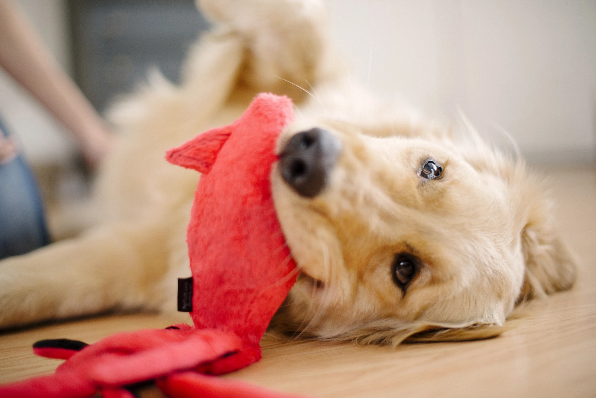 Under the Sea, Squeaky Plus Dog Toy