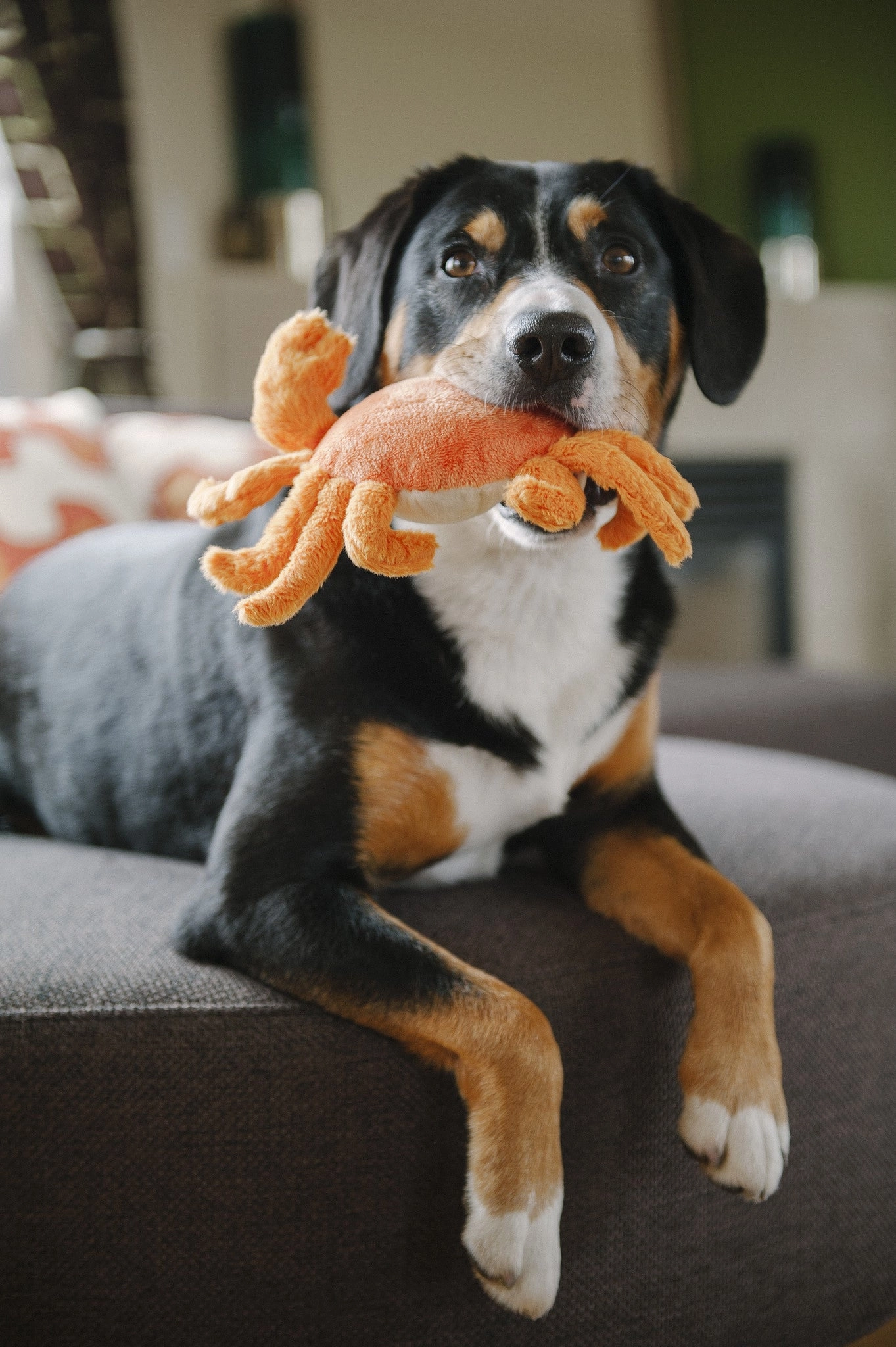 Under the Sea, Squeaky Plus Dog Toy