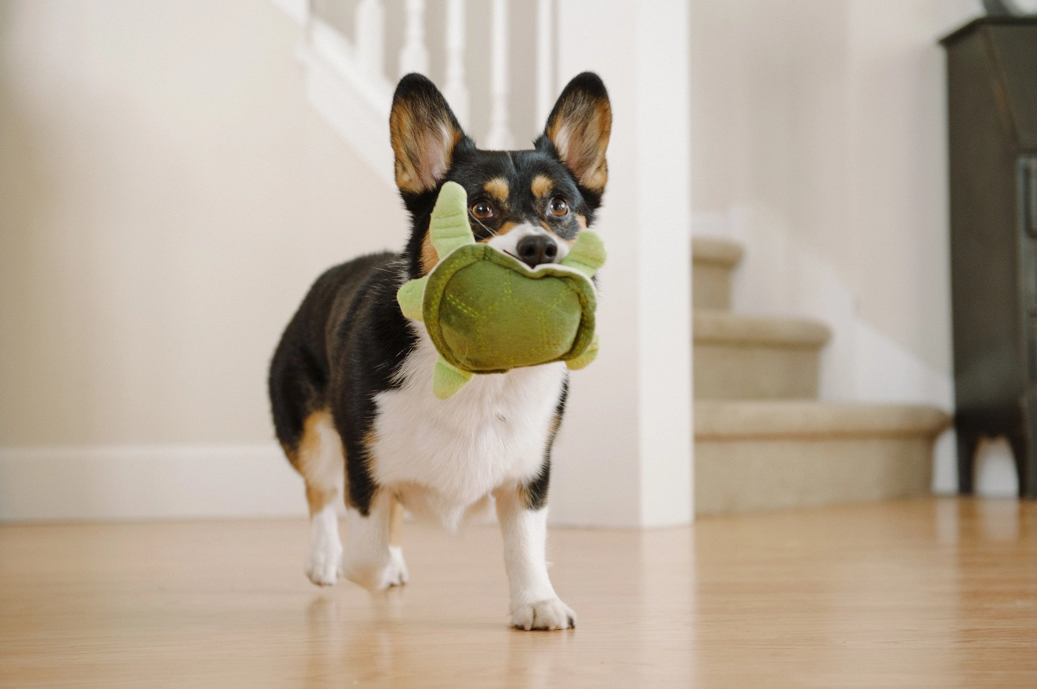 Under the Sea, Squeaky Plus Dog Toy