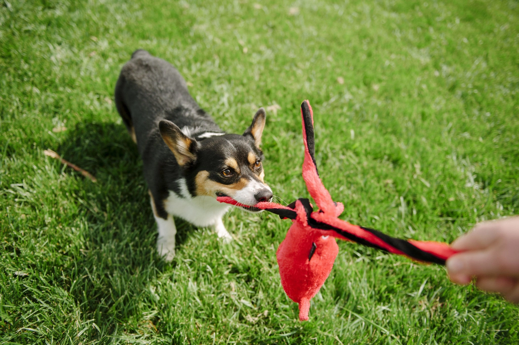 Under the Sea, Squeaky Plus Dog Toy