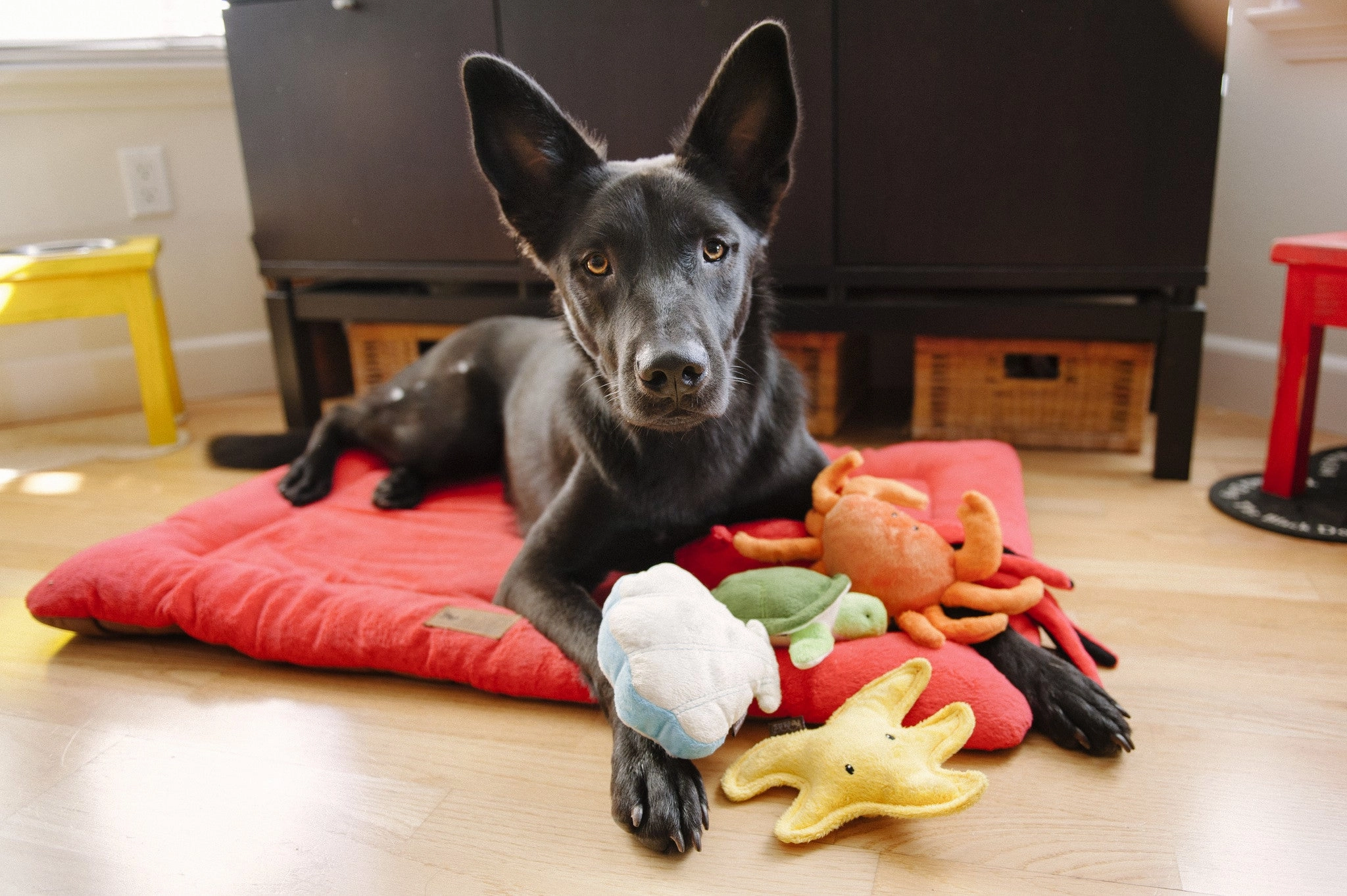 Under the Sea, Squeaky Plus Dog Toy